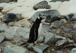 Пингвин. Фото с сайта http://www.simonlink.com/~drunner/gallery/photo_gallery.html