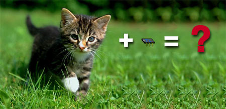 Identificar�n 600.000 mascotas en Argentina