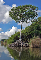 Мангровое дерево – память столетий