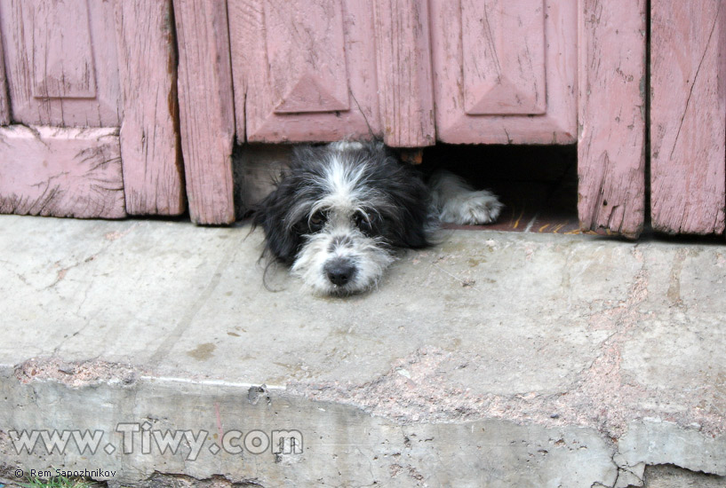 Simpático perrito despeinado que mira por la hendija bajo la puerta