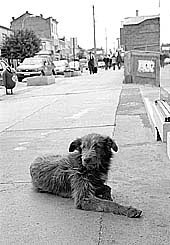 «Chocolate», el perro mas querido de Punta Arenas de Chile