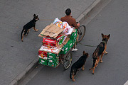 3 dogs