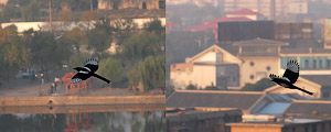 Magpie