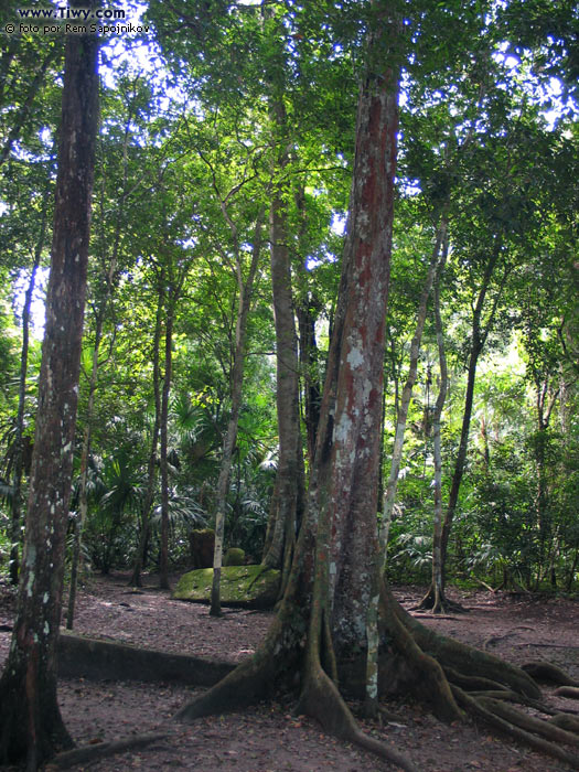 Tikal selva