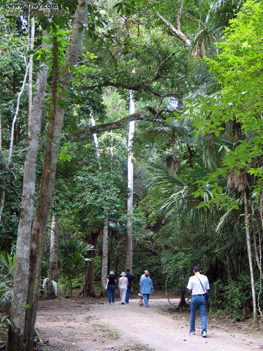 Tikal selva