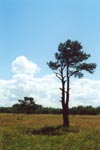 El guardian del campo ruso