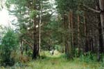 Acogedores bosques rusos todavia no tienen cercas de propietarios privados