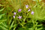 Las flores silvestres