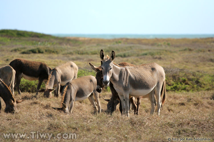 Onagers