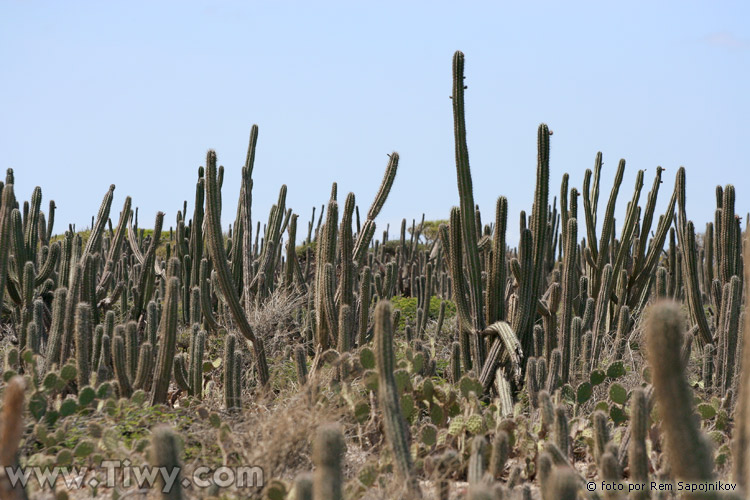 Un montn de cactus