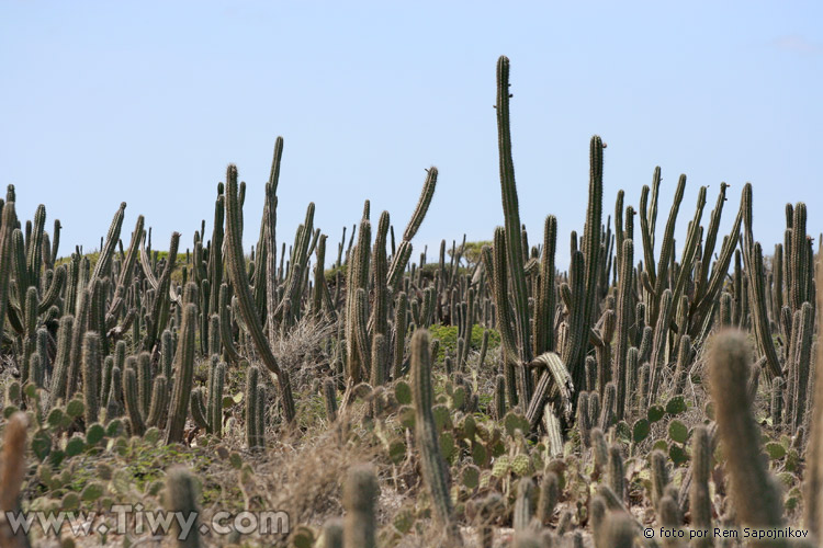 A lot of cactuses