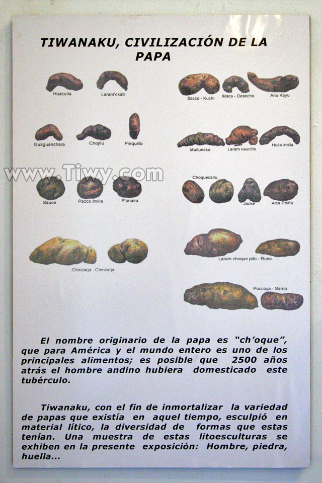 Variety of potatoes