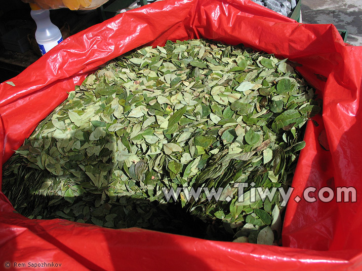 Coca leaves