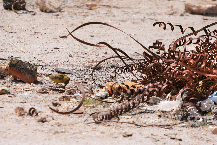 The bird feeding on iron screws