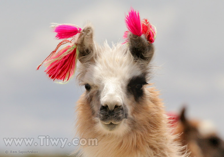 Llama en el camino hacia Colchani