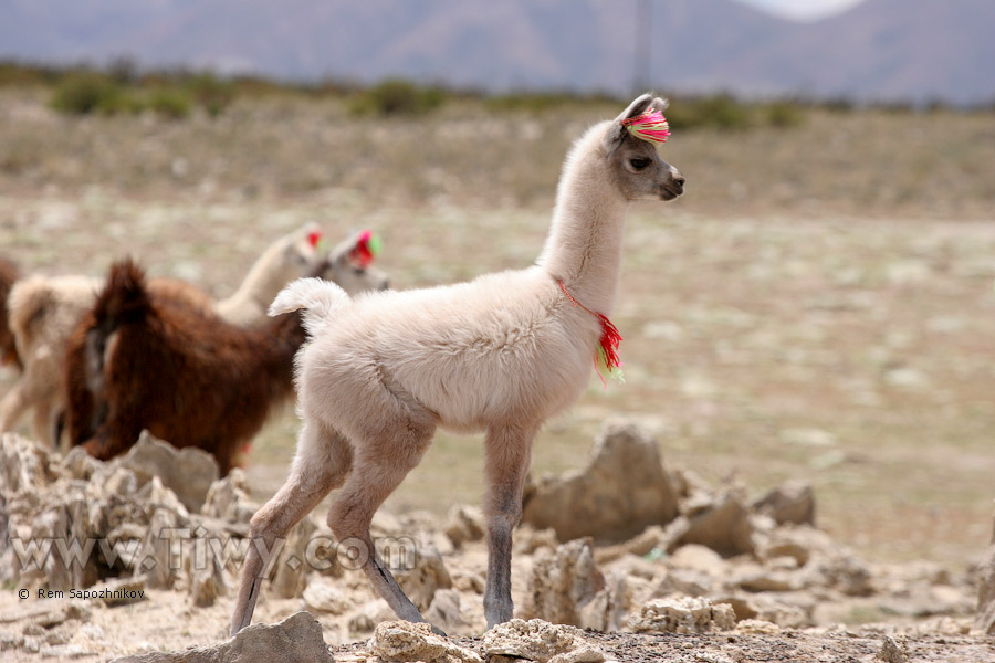 Llama on the way to Colchani