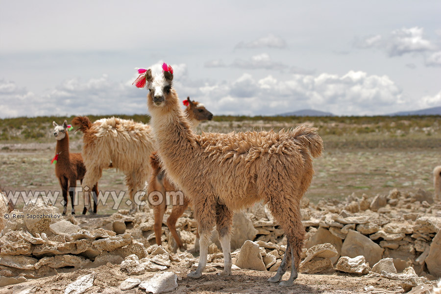 Llamas en el camino hacia Colchani