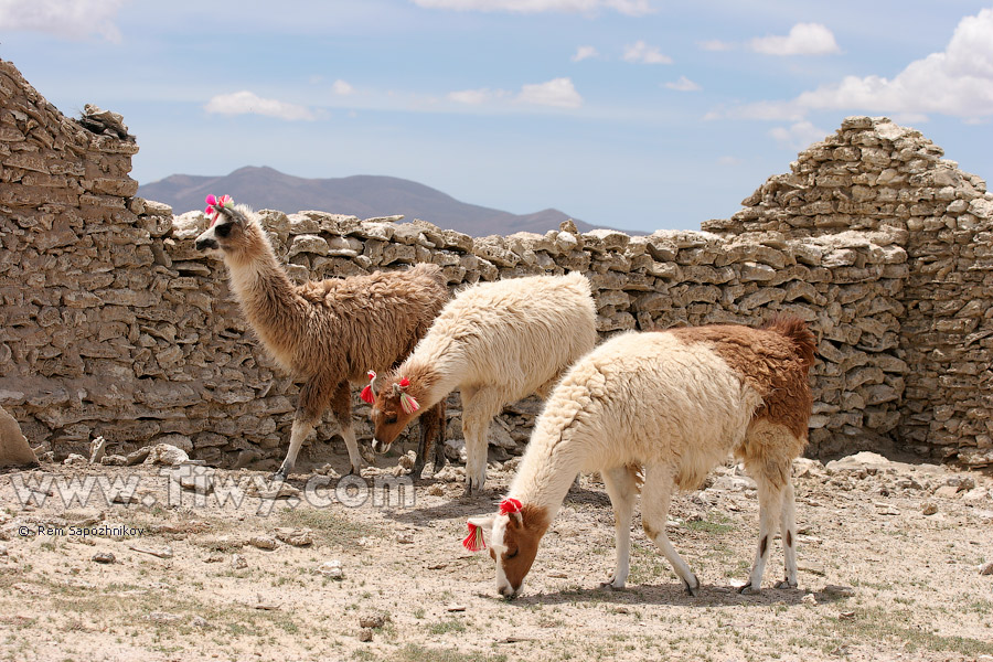 Llamas on the way to Colchani