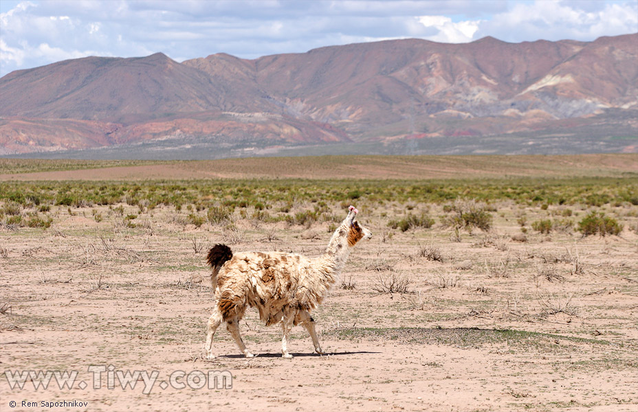 Road from Uyuni to Potosi