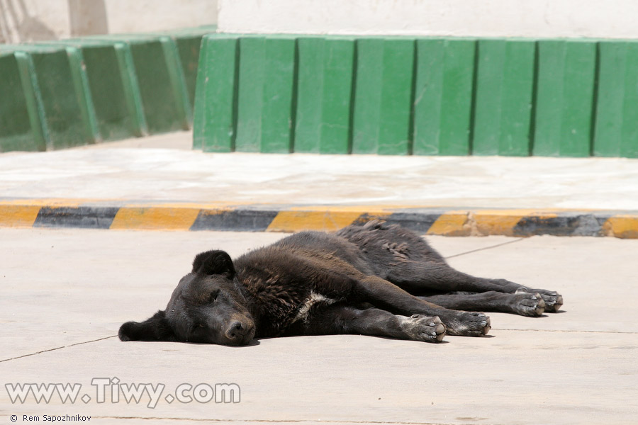 Street dog