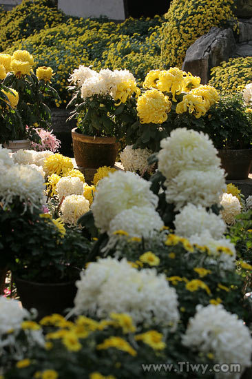 Garden near the spring Baotu