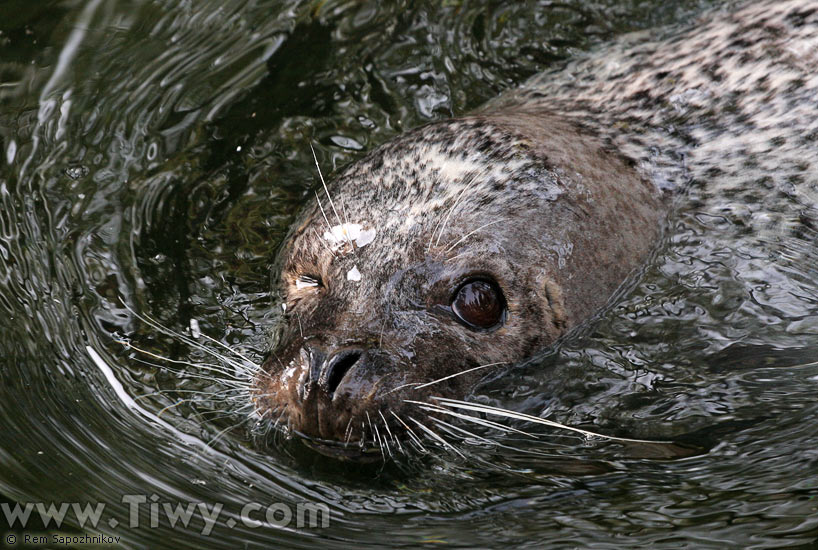 Sea lion