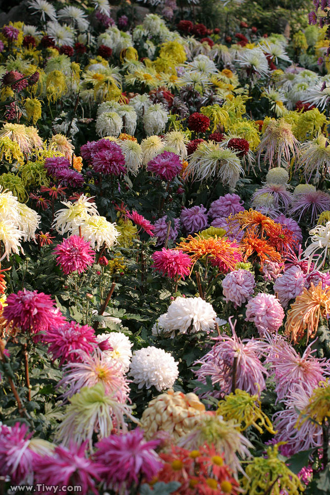 Garden near the spring Baotu