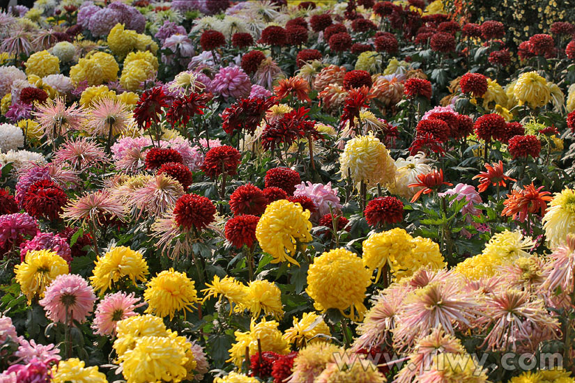 Garden near the spring Baotu