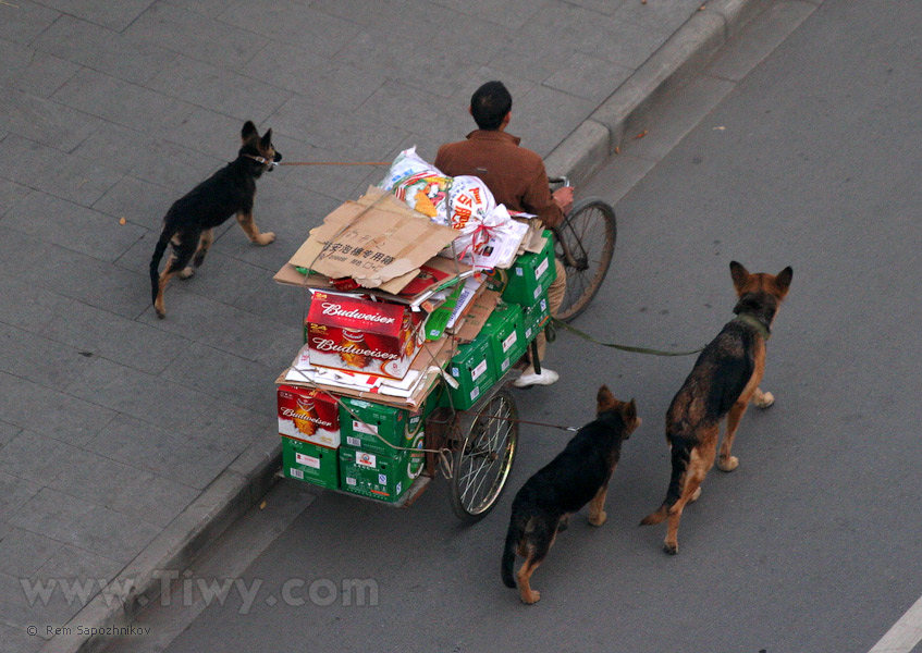 3 perros