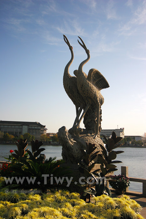 Garzas en el parque