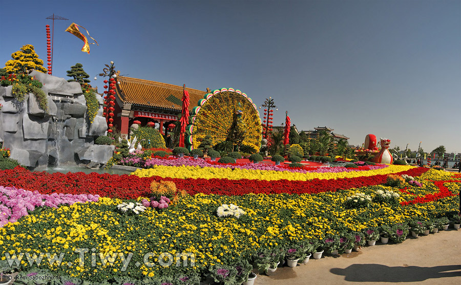 Sea of flowers