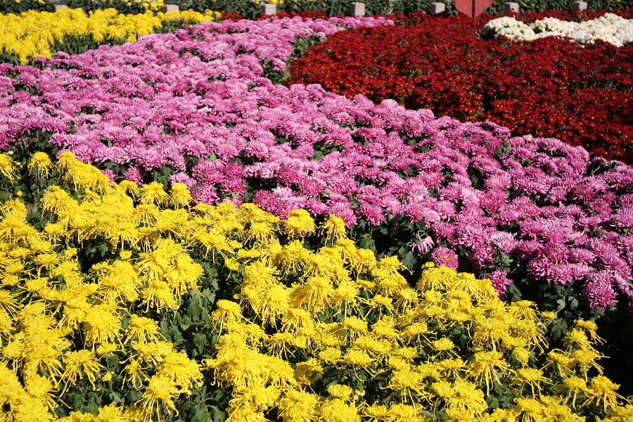 Kaifeng Chrysanthemum Festival