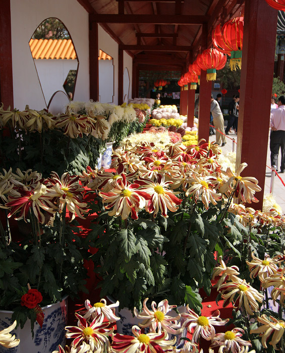 Festival de los Crisantemos en Kaifeng