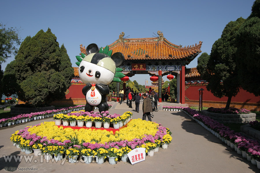 Chrysanthemum festival has just begun