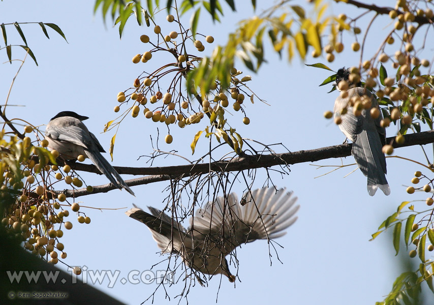 Birds