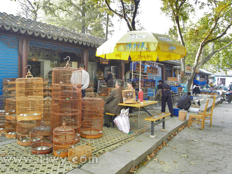 Birds market