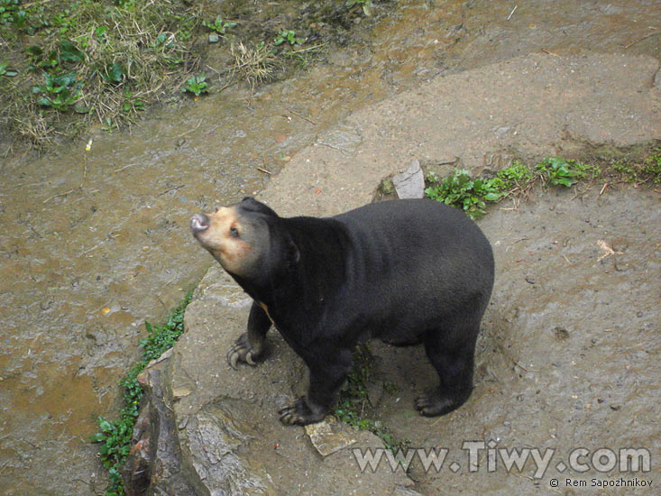 Zoológico de Nanjing