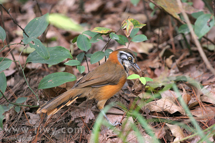 Zorzal. The Lesser Necklaced Laughingthrush (Garrulax monileger)