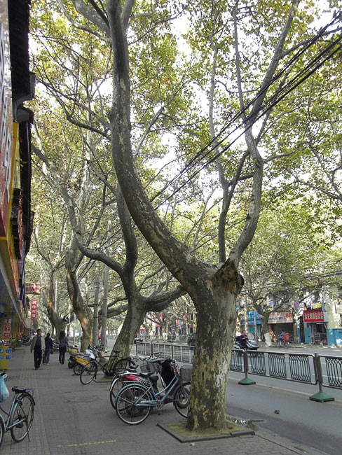 Street in Nanjing