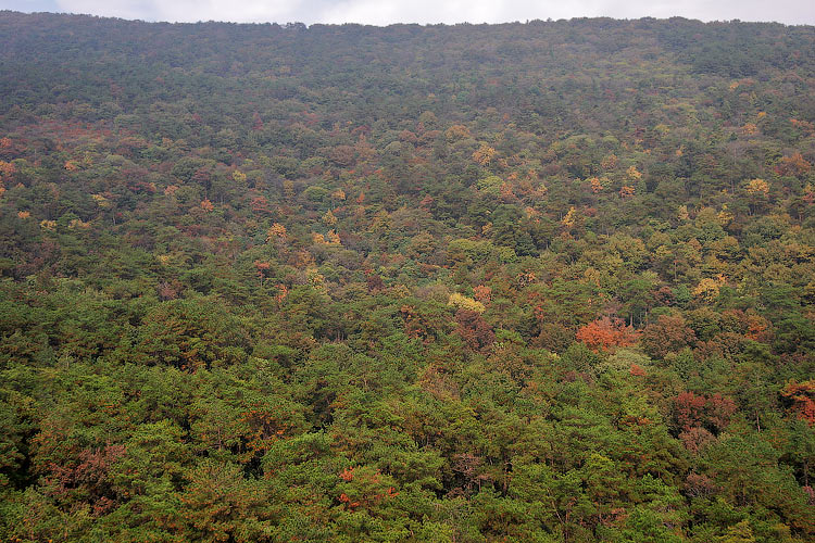 Bosque