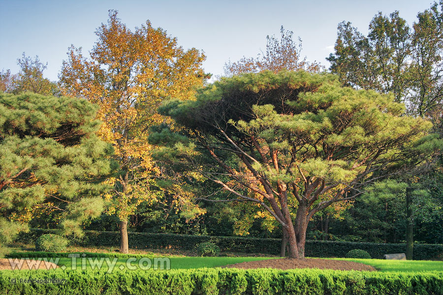 El otoño chino