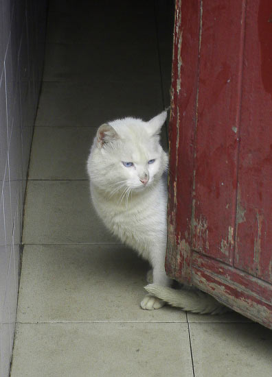 Gato en Shanghai