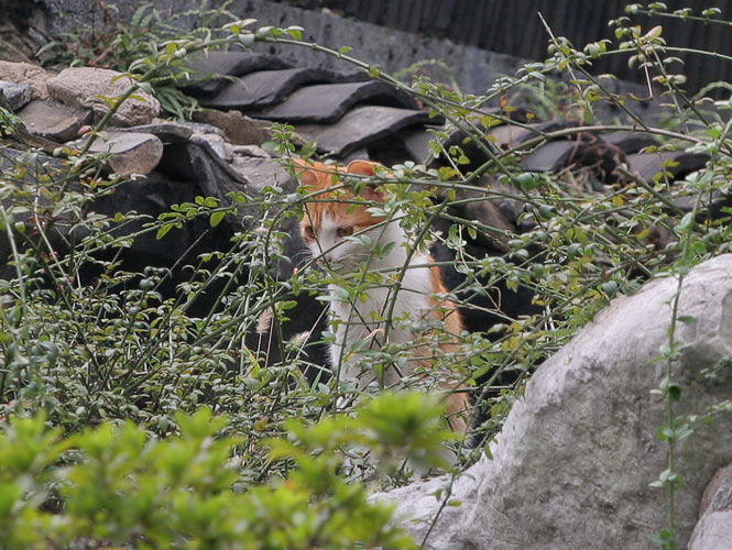 A kitten in Yu Yuan garden