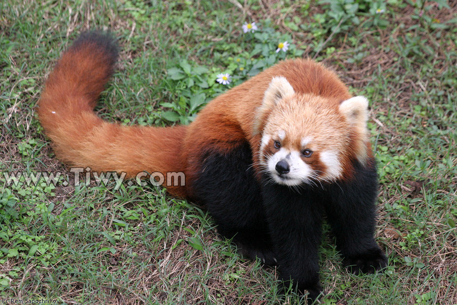 Ailurus fulgens