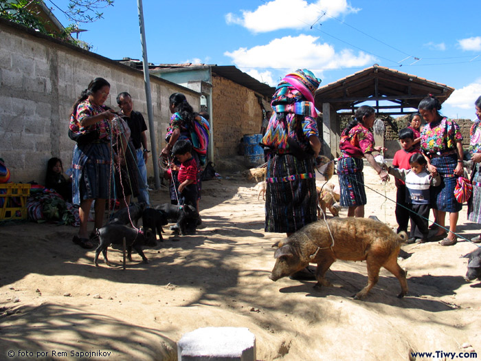 Ferias de compra-venta de cochinillos