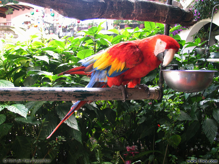 Los papagayos y guacamayos son mascotas de preferencia para los guatemaltecos