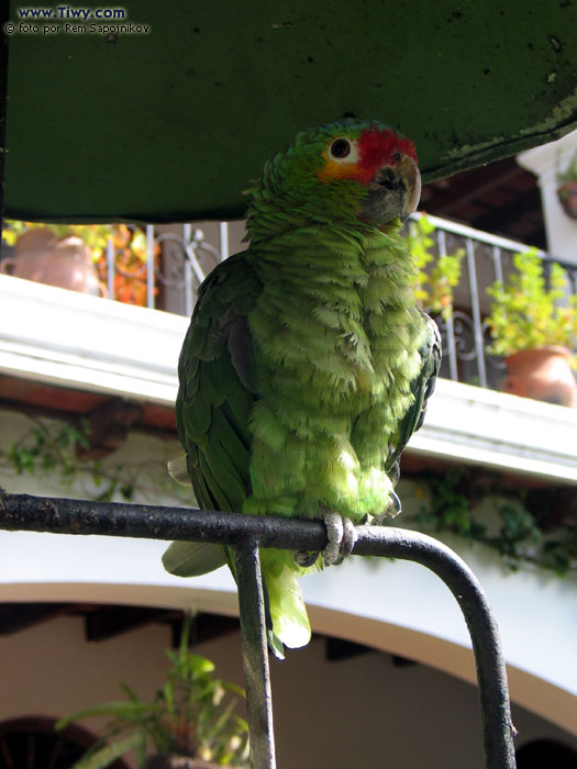 Parrots and guacamayos are the pets No. 1 for the Guatemalans