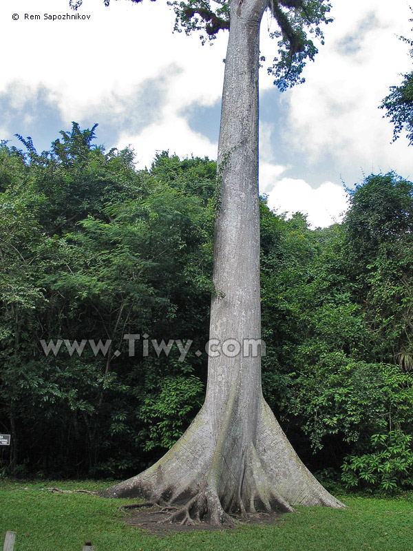 La ceiba - el arbol sagrado de Tikal