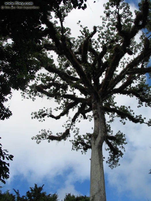 La ceiba - el arbol sagrado de Tikal