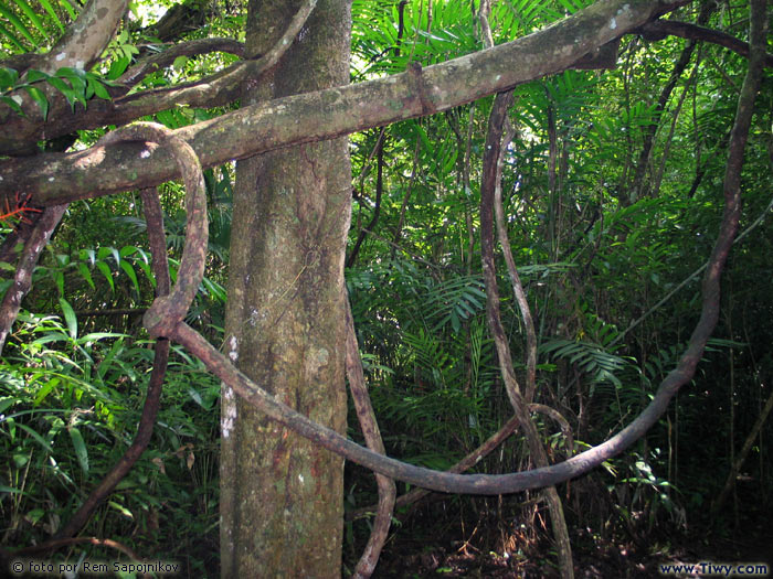 Selva de Tikal